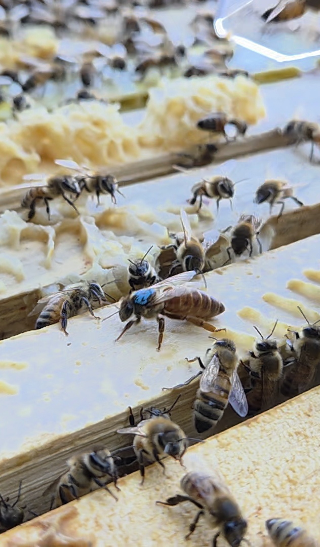 Close-up of bees on a frame, including a marked queen bee