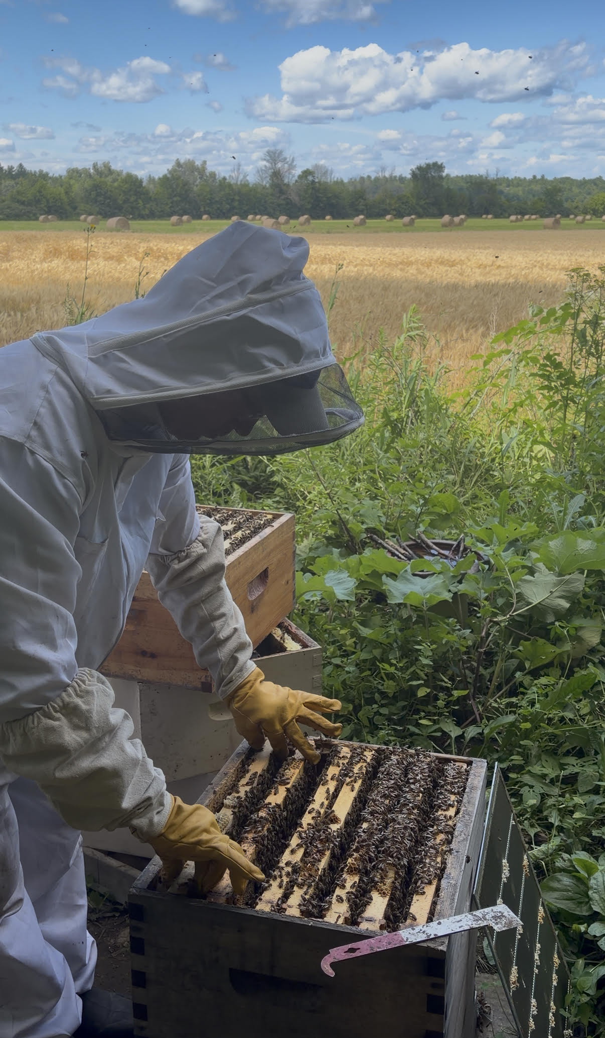 Beekeeper in a bee suit inspecting a hive frame in the field
