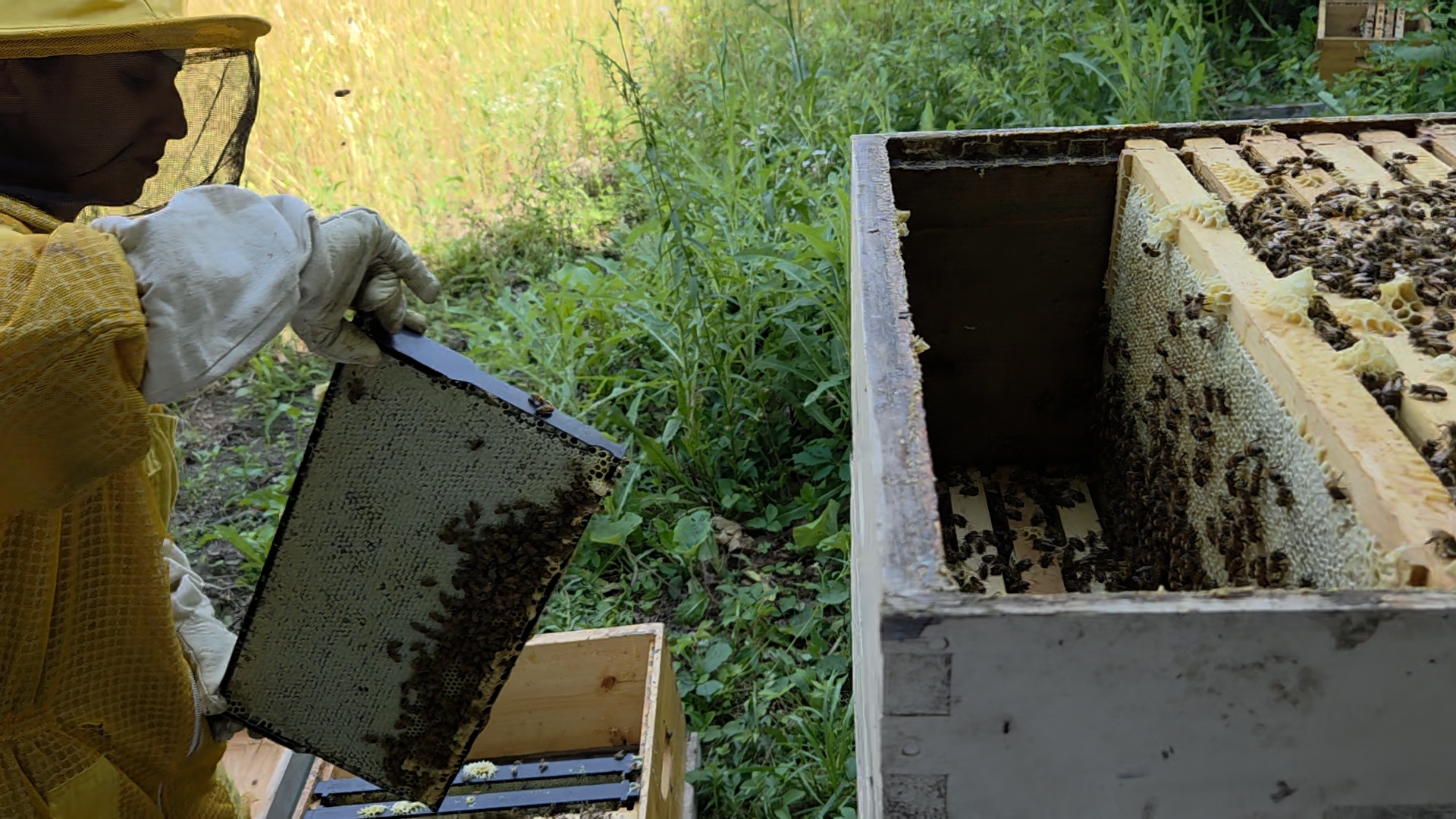 Beekeeper holding up a frame covered in bees and comb