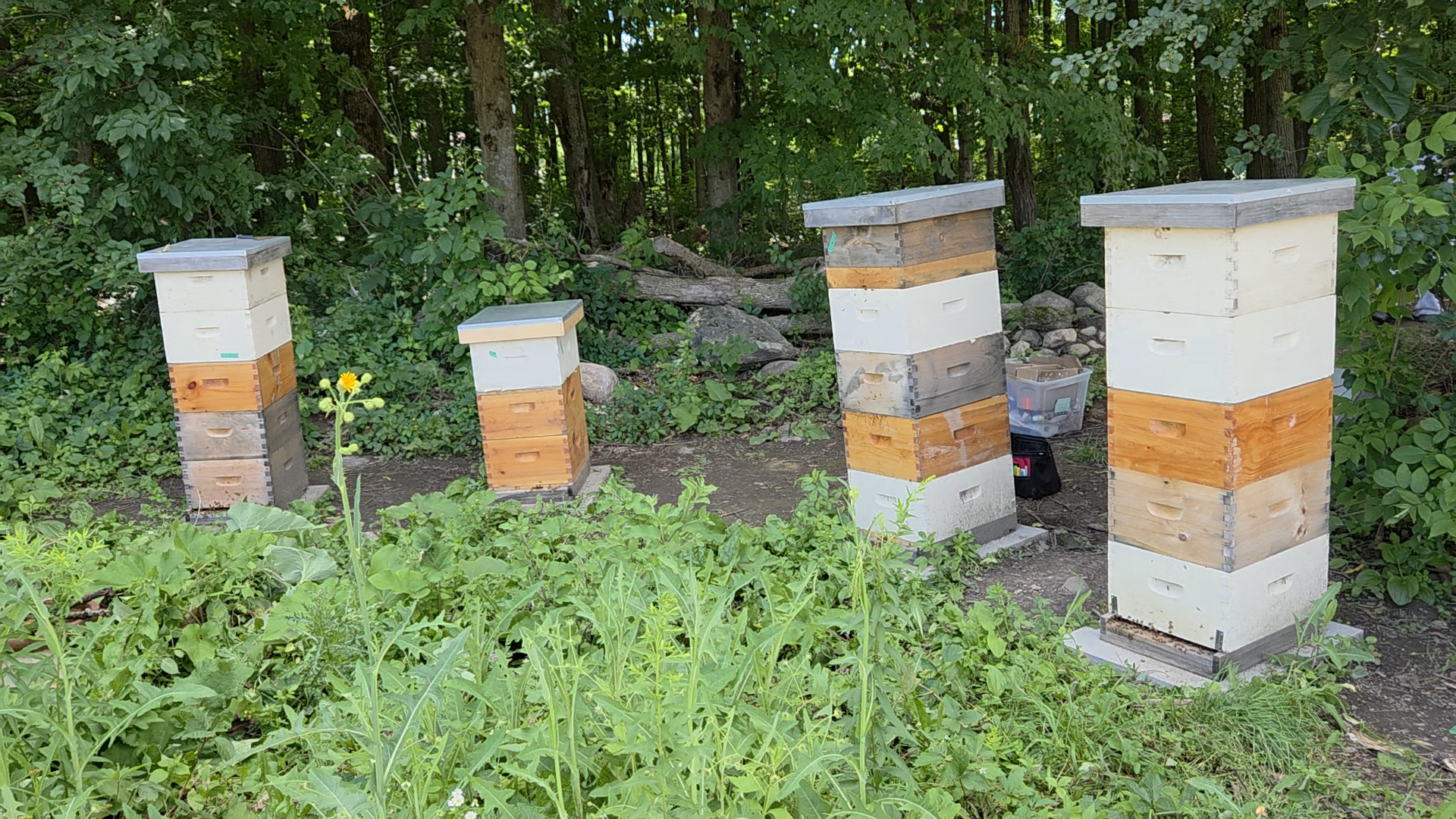 Rows of hive boxes tucked in the woods at Burns Bees