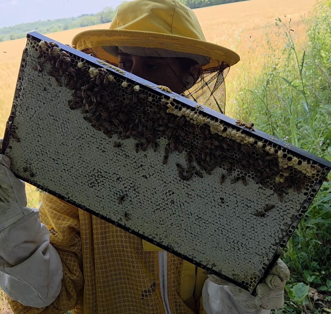 Beekeeper holding up a raw honeycomb frame covered in bees