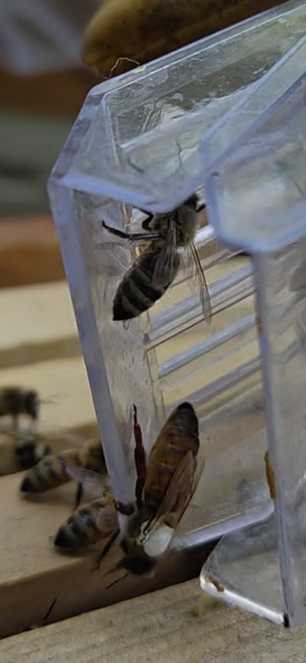 Close-up of a queen bee in a queen catcher