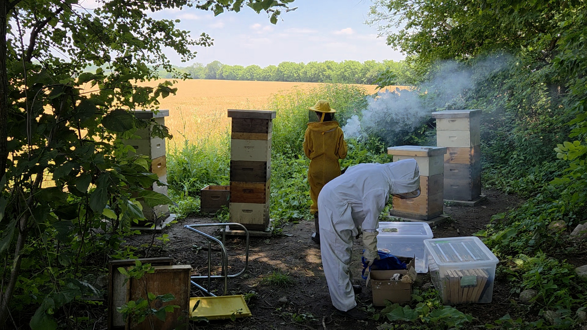 Beekeepers working the hives with a smoker beside a wheat field